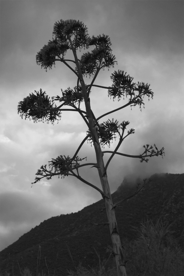 Agave on Plaka beach in black and white