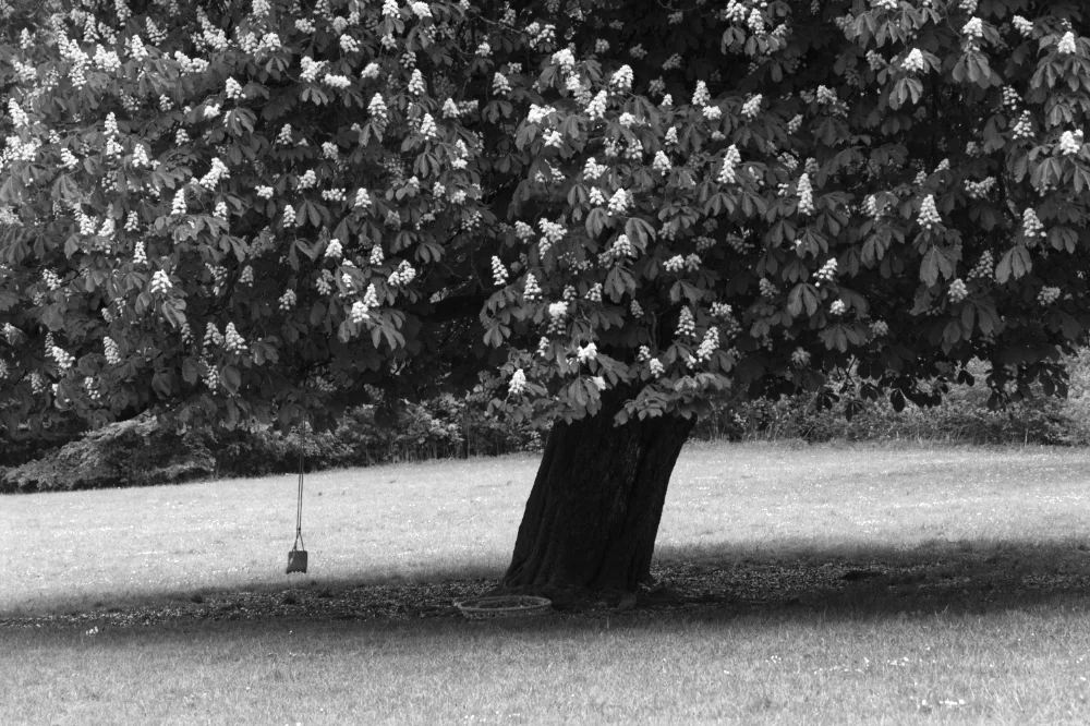 Chestnut with swing in black and white