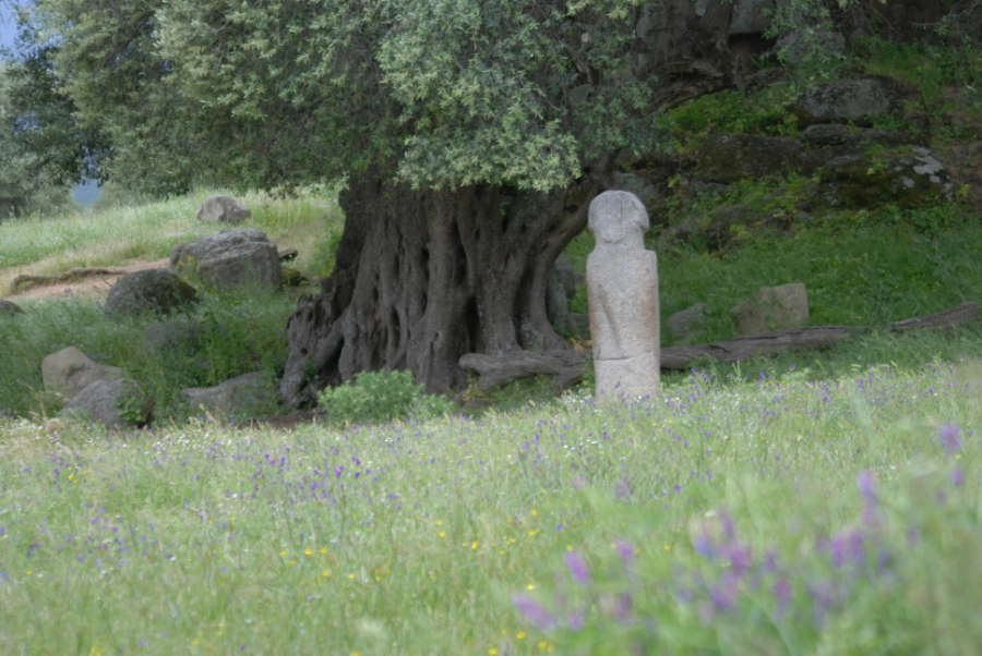 A 1000-year old olive tree and a menhir from the stone age, archeological site Filitosa, Corse.