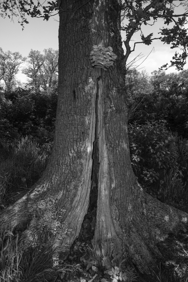 Oak tree with fungi in black and white