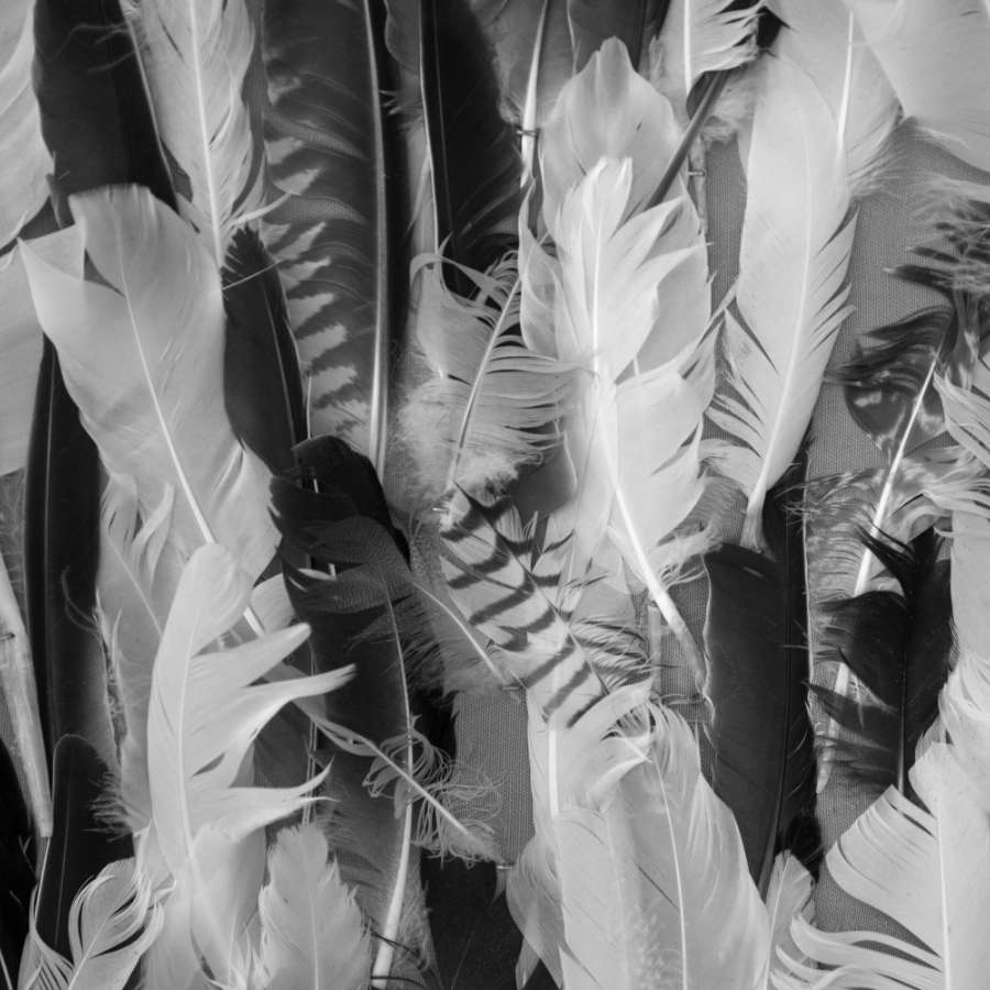 Feathers in black and white
