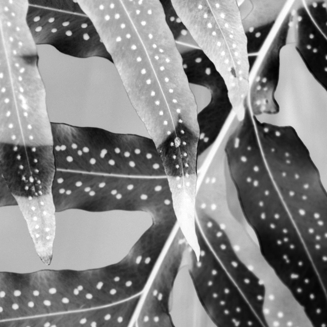 Ferns inverted in black and white