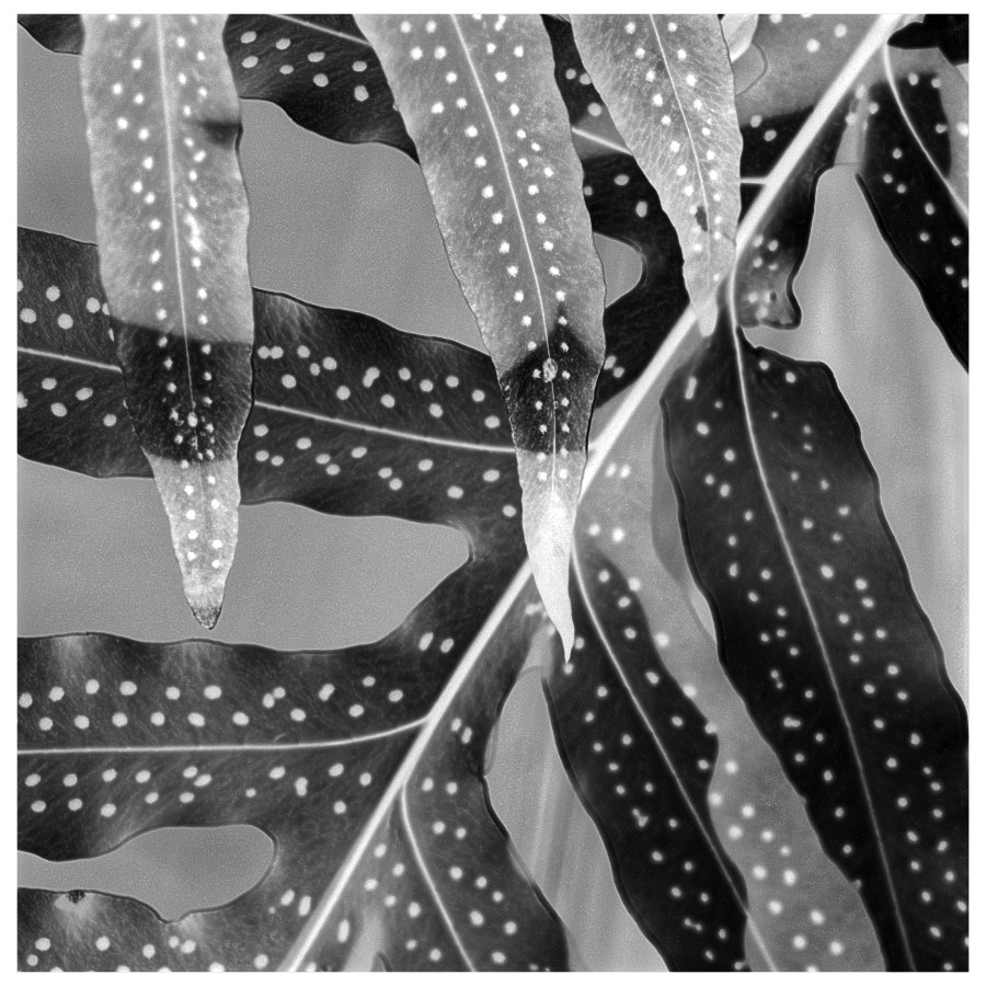 Fern leaves invert in black and white