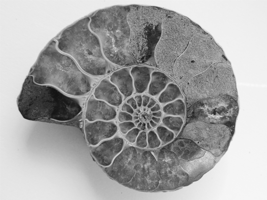 Fossil Ammonite in back and white