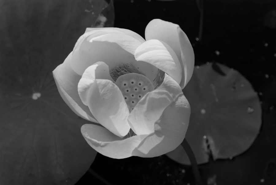  Lotus flower at the Hortus Botanicus in black-white