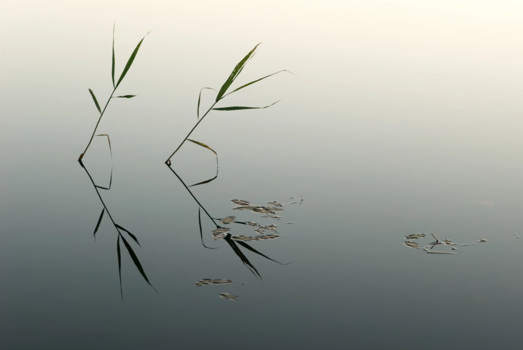 Cane reflected in Swedish lake at midsummer night