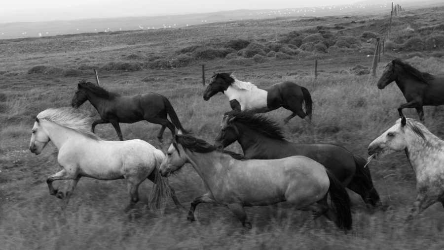 Icelandic horses being driven in black and white