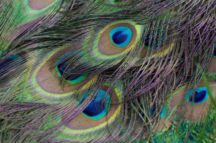 Peacock in close up