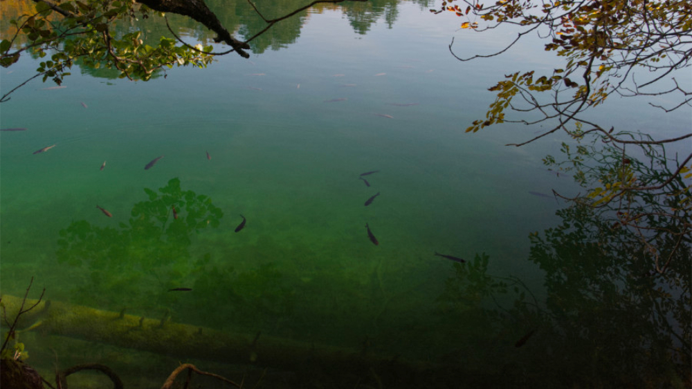  One of the Plitvice lakes with reflection of trees in autumn colours