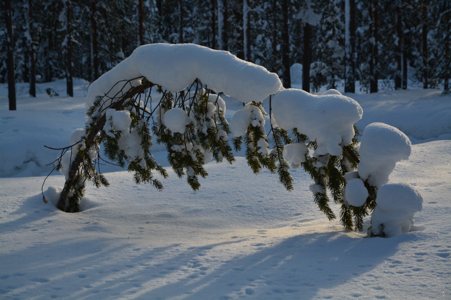 Bended tree loaded with snow, Posio, Fins Lapland 